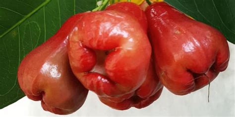 Makopa / Macopa: Crunchy, Juicy Fruit Eaten in the .